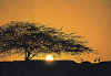 62.gif (21342 bytes)