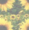 Back-204.gif (23910 bytes)